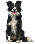 Buy Jones Natural Chews in Aurora, IL from Healthy Pet Aurora Jones Natural Chews Aurora Illinois